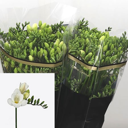 Freesia White Serenade Single