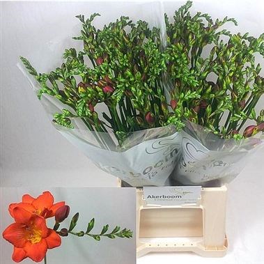 FREESIA RUBINA RIVER SINGLE