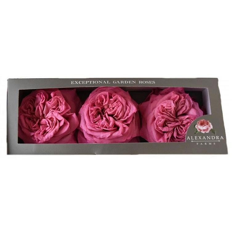 Freeze Dried D Austin Ashley Roses