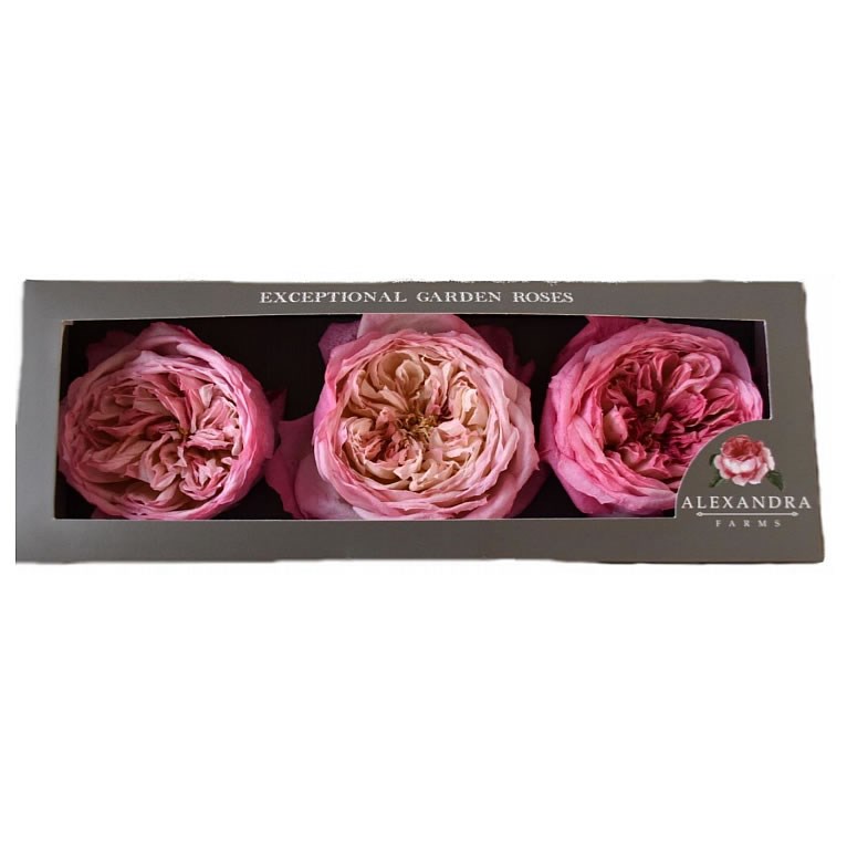 Freeze Dried D Austin Constance Roses