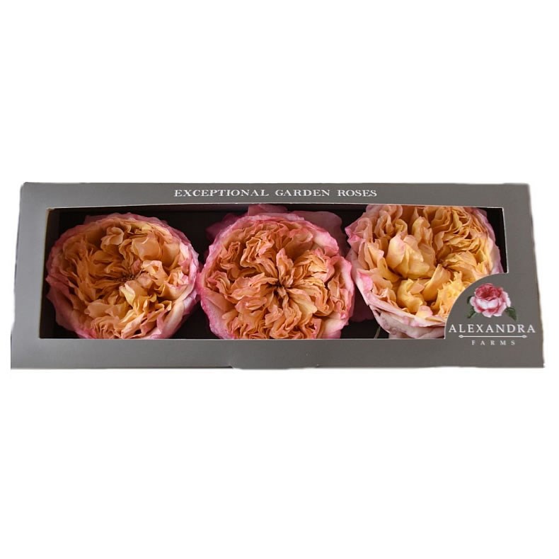 Freeze Dried D Austin Edith Roses