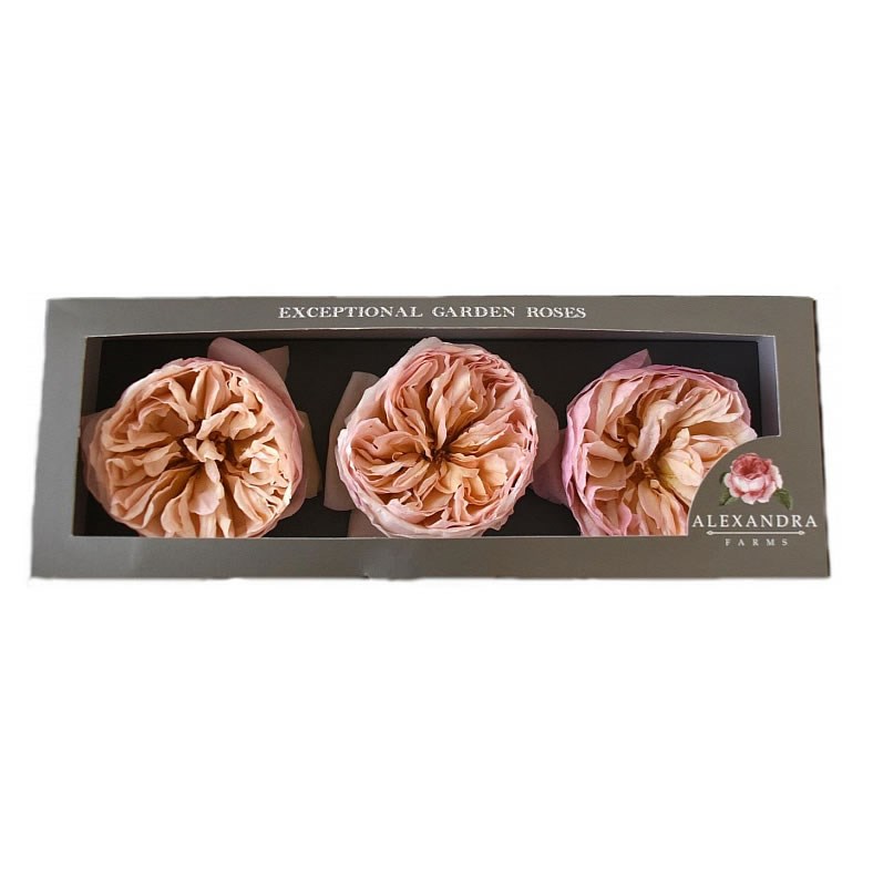 Freeze Dried D Austin Juliet Roses