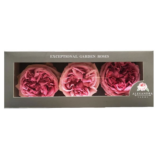 Freeze Dried D Austin Miranda Roses