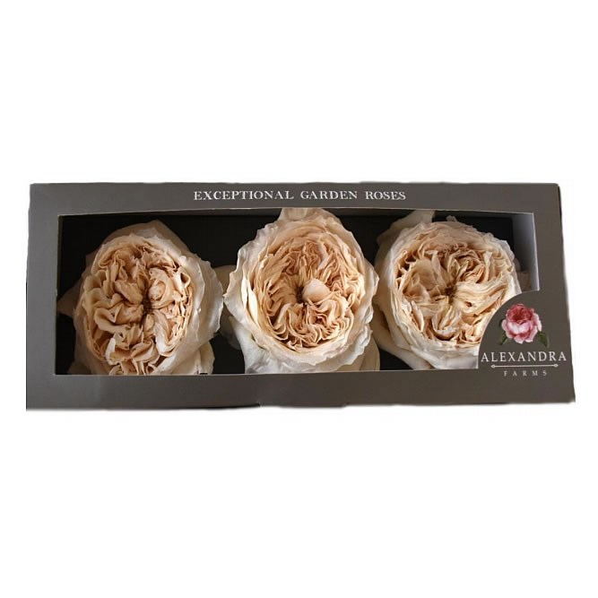 Freeze Dried D Austin Patience Roses
