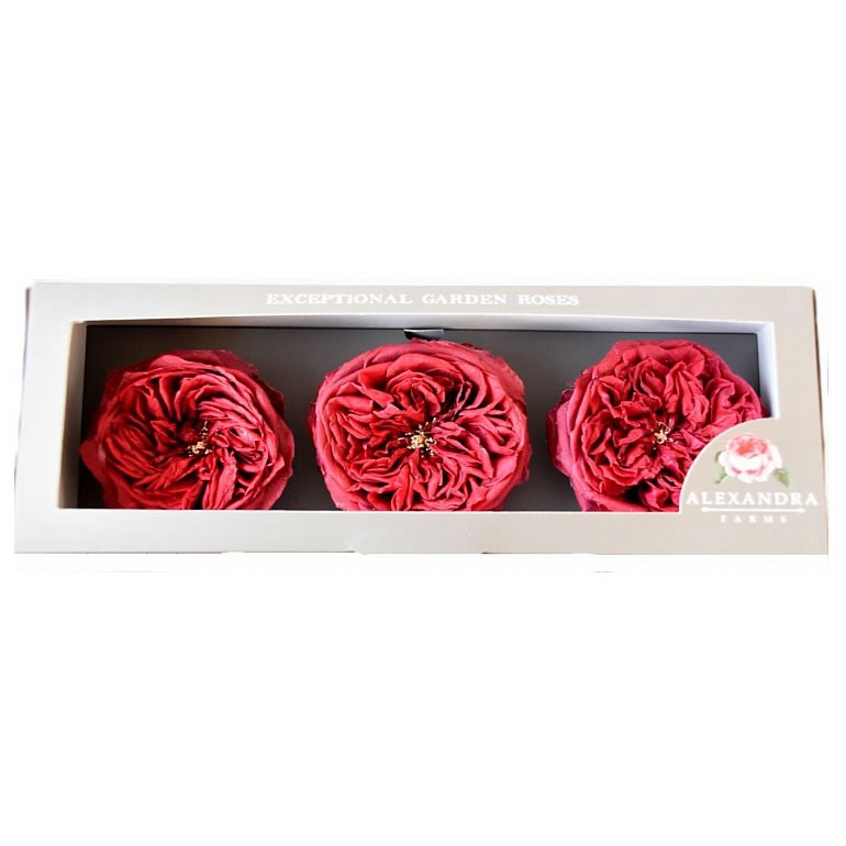 Freeze Dried D Austin Tess Roses