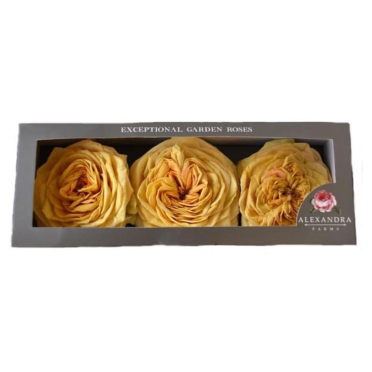 Freeze Dried Lemon Pompon Roses