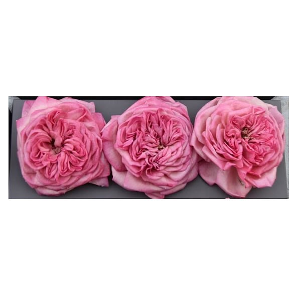 Freeze Dried Mariatheresia Roses