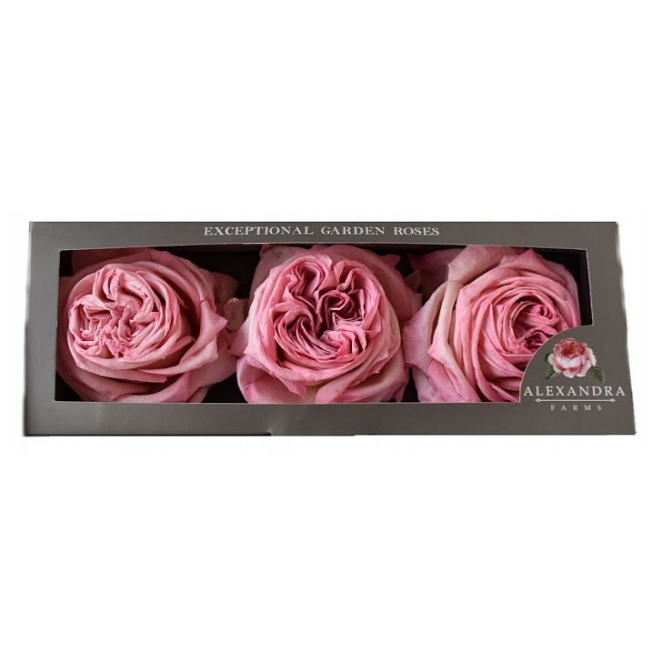 Freeze Dried Pink O'Hara Roses