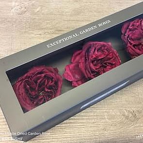 Freeze Dried Princess Kishi Roses