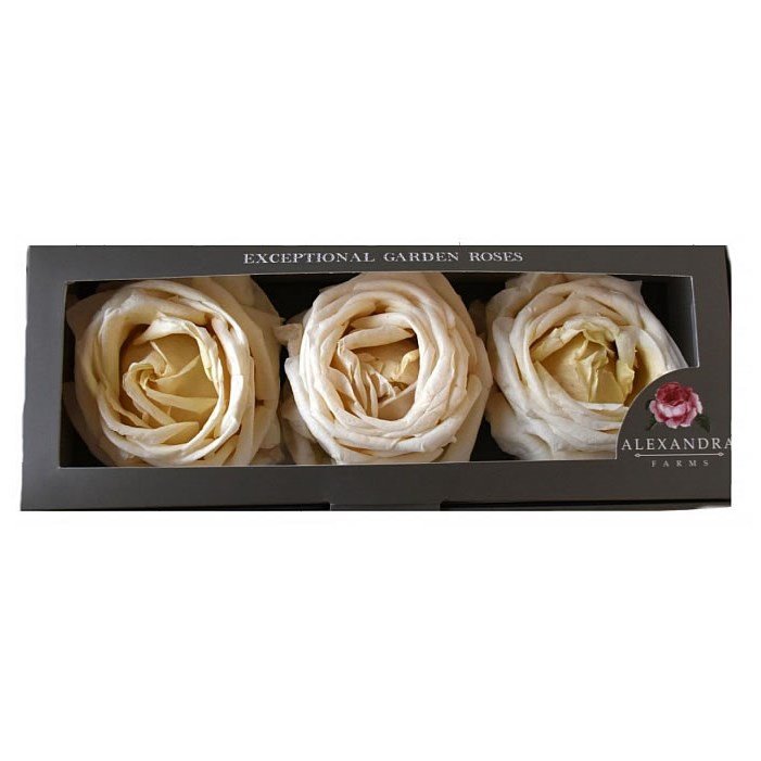 Freeze Dried Vitality Roses