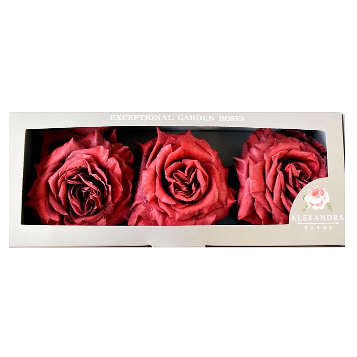 Freeze Dried Wanted Roses