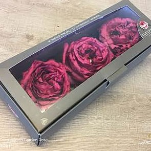 Freeze Dried Yves Piaget Roses