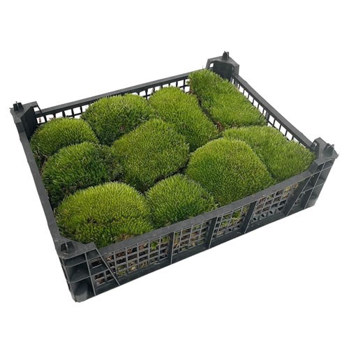 Cushion Moss Extra (Bun Moss)
