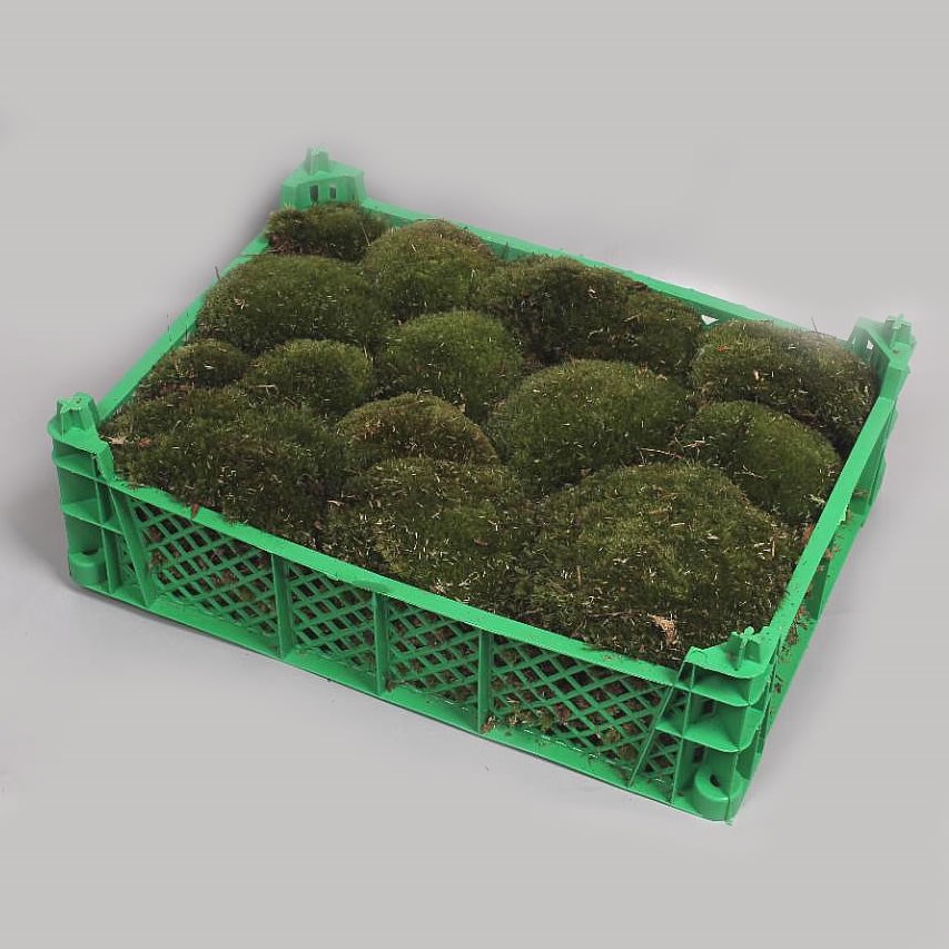 CUSHION MOSS