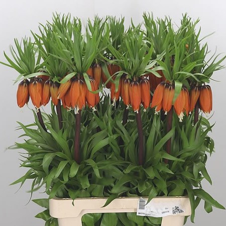 Fritillaria Aurora