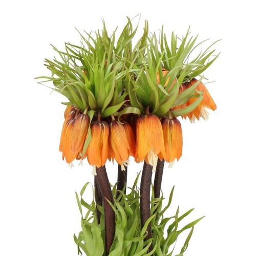 Fritillaria Garland Star