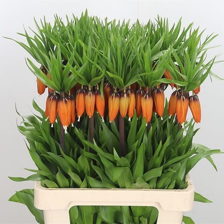 Fritillaria Imperial Aurora
