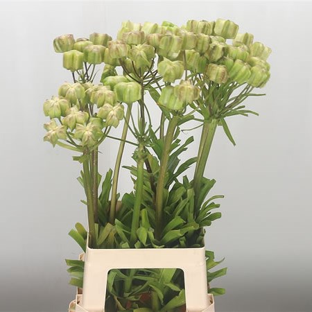 Fritillaria Imperial (In Seed)