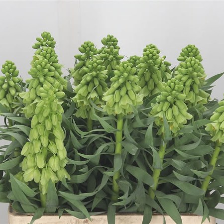 Fritillaria Ivory Bells