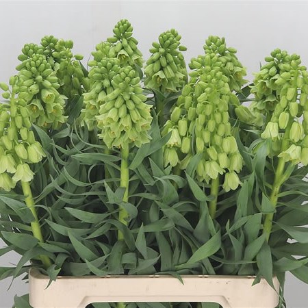 Fritillaria Ivory Bells