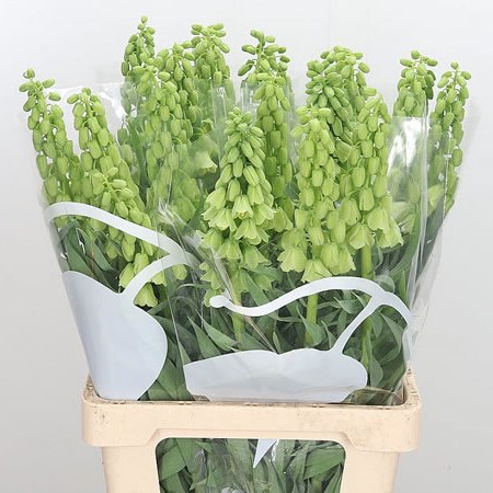 Fritillaria Ivory Bells