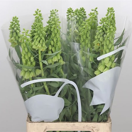 Fritillaria Ivory Bells