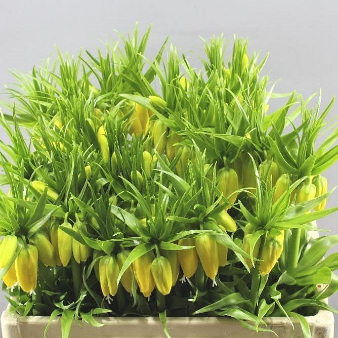 Fritillaria Lutea