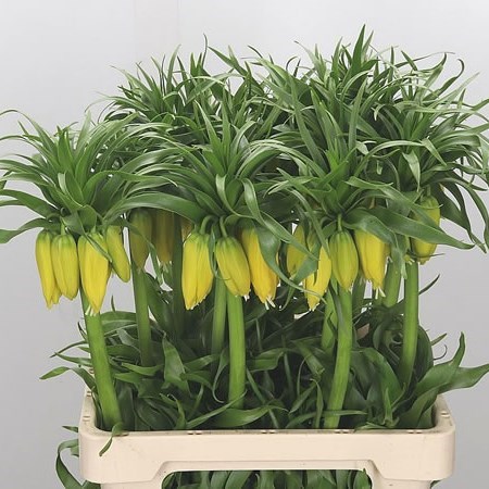 Fritillaria Lutea