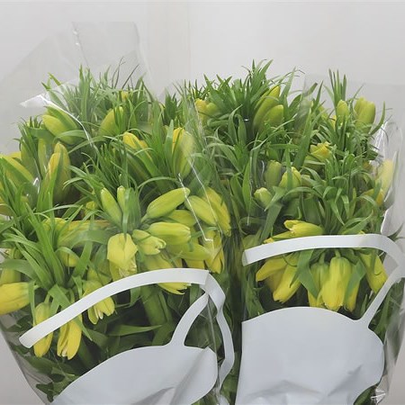 Fritillaria Lutea