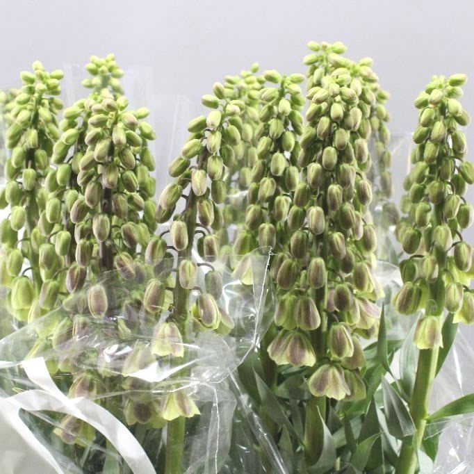Fritillaria Magic Bells