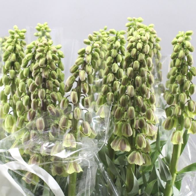 Fritillaria Magic Bells
