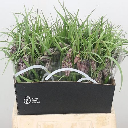 Fritillaria Meleagris