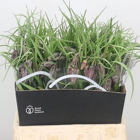 Fritillaria Meleagris