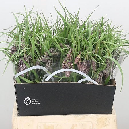 Fritillaria Meleagris