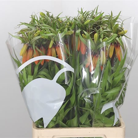 Fritillaria Orange Beauty