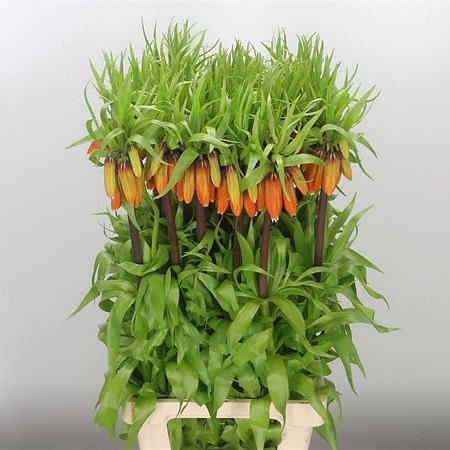 Fritillaria Orange Beauty