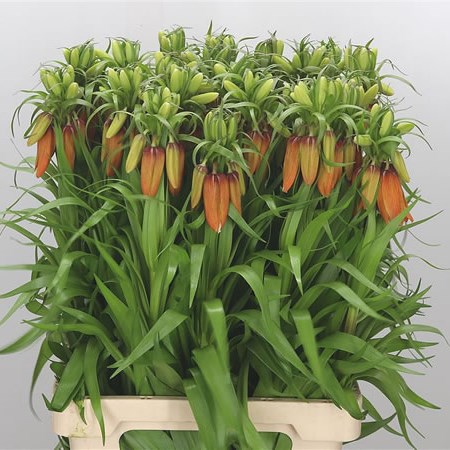 Fritillaria Orange Sweet