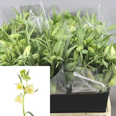 Fritillaria Pallidiflora