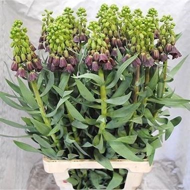 Fritillaria Persica