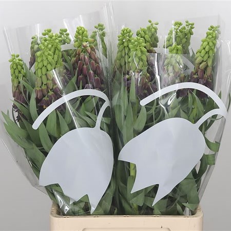 Fritillaria Persica