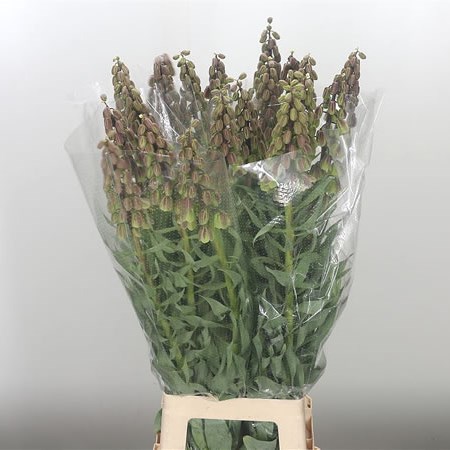 Fritillaria Persica Green Dreams