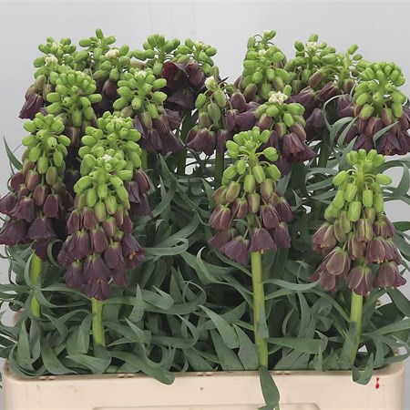 Fritillaria Purple Favorite