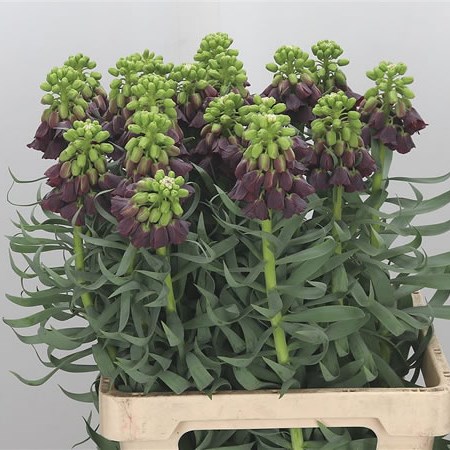 Fritillaria Purple Favorite