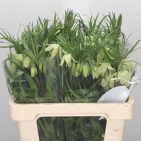 Fritillaria Radeana