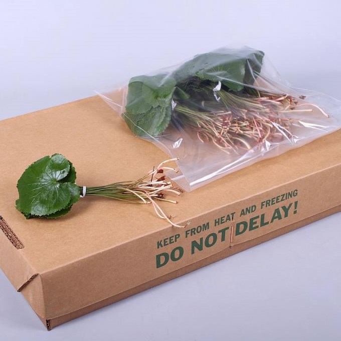 GALAX LEAVES