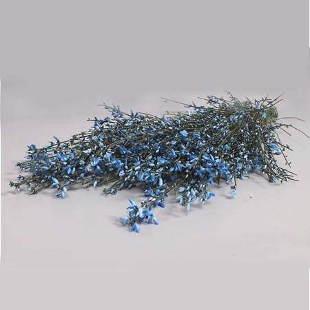 GENISTA DYED BLUE