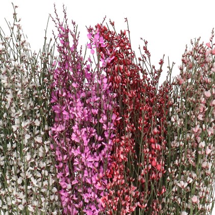 GENISTA DYED VALENTINES MIX
