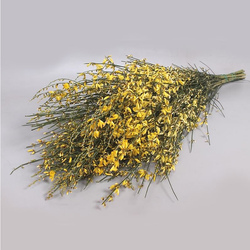 GENISTA DYED YELLOW