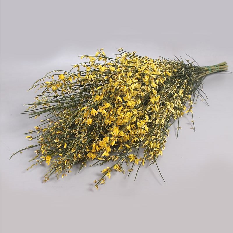 GENISTA DYED YELLOW