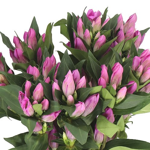 Pink Gentialia GENTIANA KAGAYAKI 60cm | Wholesale Dutch Flowers & Florist Supplies UK